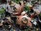 Rőt csillaggomba (Geastrum rufescens), Budai-hegység